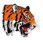 874807老虎 Tiger-1