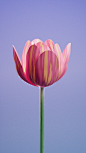 Daily digital flower experiment3