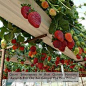 growstrawberriesinrainguttershangingabout6feetoffthegroundforeasypicking.jpg 620?620 pixels