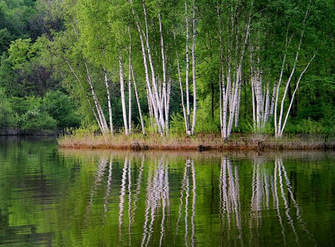 碧水白桦