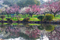 武汉东湖梅花花园春景