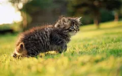 毛绒可爱猫宝宝写真 桌面壁纸4