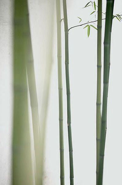 竹 #小清新#   bamboo: 