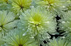 菊花 花卉背景 花朵 花壁纸 秋天 花园 美丽的 性质 植物