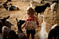 美国，洛杉矶：县农产品交易会，羊群中的小女孩儿。