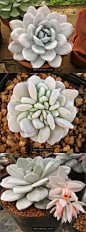 【雪莲】Echeveria lauii 
科属：景天科石莲花属
习性：原产于墨西哥瓦哈卡州边缘的峡谷中海拔约500m处，生长地区气候干旱炎热。
#雪莲# #多肉植物# ≖‿≖✧8号抹茶-收集