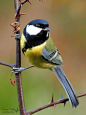 Photograph Great tit by Romano Petesic on 500px