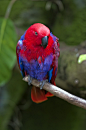 Eclectus parrot by marny quinto on Flickr.