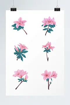 手绘杜鹃花花卉元素插画