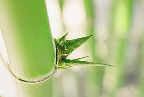 嫩绿色的竹子图片色彩提取
