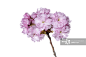 Japanese Cherry Blossom (Prunus serrulata) on White Background, Studio Shot_创意图片