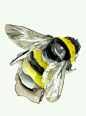 Bee Watercolor: 
