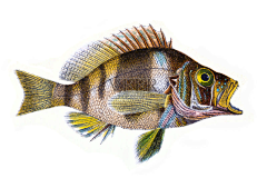 globefish采集到插画