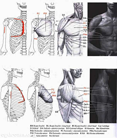 CG织梦网采集到人体解剖
