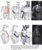 #人体#解剖 - 肌肉骨络参考
