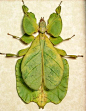 Bright green walking leaf insect: 