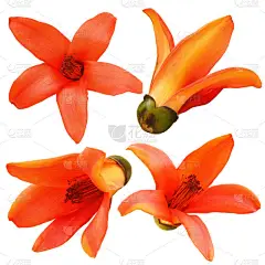 棉花树、木棉树、红棉树、真丝棉、Shving 刷隔离修剪路径.