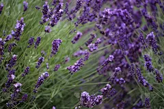 普罗旺斯盛开的薰衣草