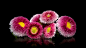 flowers, pink, black background, a bunch, lie, Daisy
