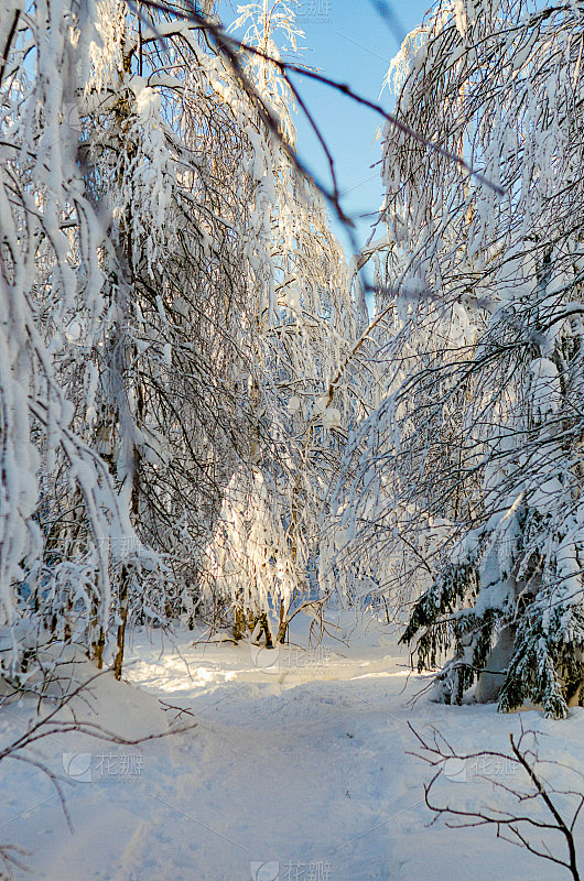 冬天的森林在雪天的背景下晴朗的天空