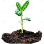 植树节3D立体实景树苗元素素材