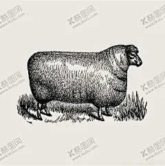 矢量复古绵羊插画 【酷图网】矢量图,复古,绵羊,羊,插画,手绘,版画,铜版画,复古素材,美式