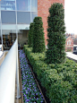 Roof Garden, Manchester by Barnes Walker Landscape Architects, Manchester : The client was keen to breathe new life into three under-used roof spaces of this prominent Manchester building. Barnes Walker created three roof terraces using a striking mix of 