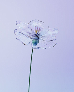 这里是vivi～采集到花