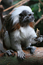灵长目·狨科·柽柳猴属：绒顶柽柳猴