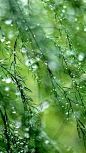 Dew on Asparagus Earth Water Drop dew green rain (1080x1920) Mobile Wallpaper