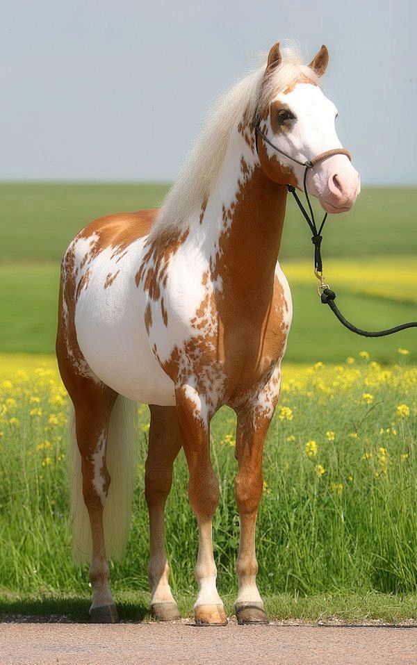 Paint Horse stallion...