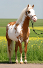 Paint Horse stallion Samy