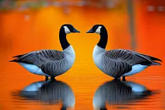 大雁迁徙鸟类摄影图