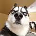 骑士哈哈哈