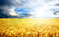 Wheat_001014