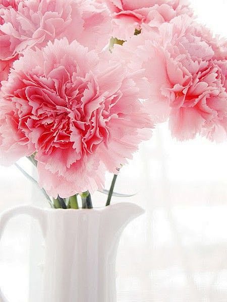 Pink Carnations by L...