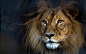 General 1920x1200 animals lion