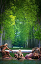 Apollo Fountain, Versailles