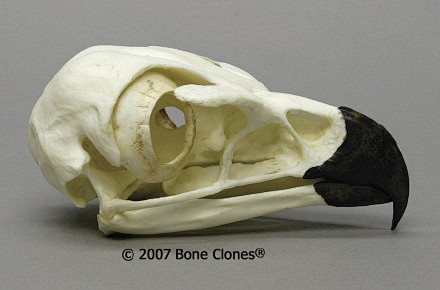仿真动物头骨 | Bone Clones