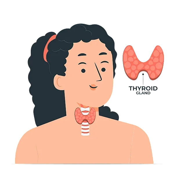 甲状腺插画