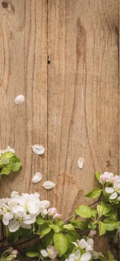 iPhonex/xs/max植物花卉系列壁纸