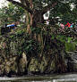 印尼巨树树根横跨河流缠绕成桥_高清图集_新浪网