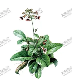 草本植物药材 【酷图网】草本植物药材,草本,药草,中药,花草,田七,草珊瑚,草药插画,灵芝,人参,独特,药材插画,槲寄生草药,中草药手绘,车叶草手绘,车叶草,中草药,药材,手绘植物,中成药,PNG元素素材