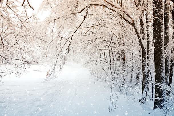 梦幻雪后的树枝雪花jpg背景图_新图网 ...