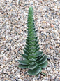 I LOVE this succulent!! Crassula tomentosa: