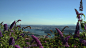 1366x768 Flowery Vancouver