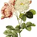 外国手绘玫瑰花插画素材