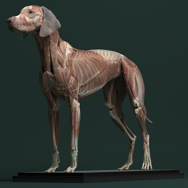 jess-o-neill-ecorche...