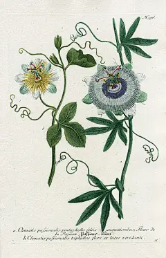 Johann Weinmann Botanical Prints 1737
