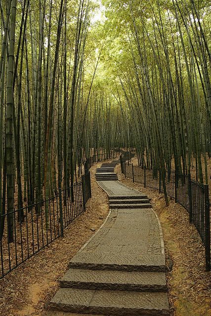 The Bamboo Forest in...